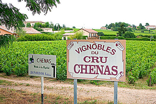 葡萄园,标识,博若莱葡萄酒,酒乡,罗纳河谷,法国