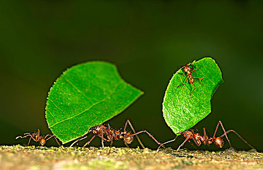 工蚁,蚂蚁,叶子,窝,自然保护区,区域,秘鲁,南美