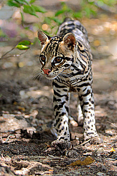 豹猫,虎猫,成年,雄性,洪都拉斯,中美洲