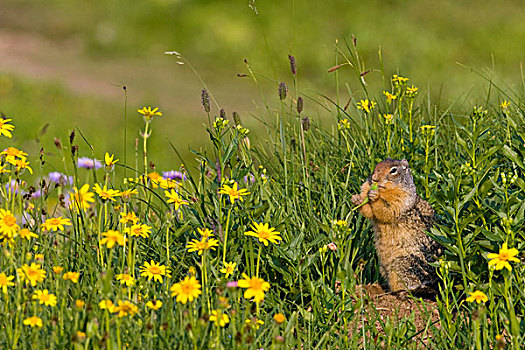 地松鼠,巢穴,吃,花,冰川国家公园,蒙大拿