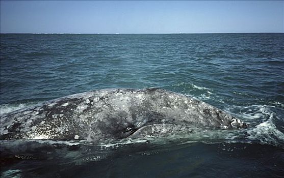 灰鲸,成年,饲养,泻湖,北下加利福尼亚州,墨西哥