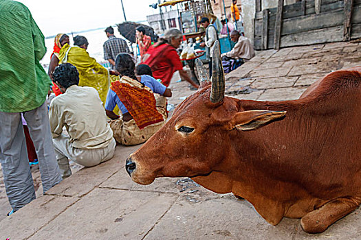母牛,瓦拉纳西,印度