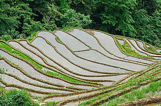 桂林梯田风光