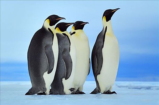 帝企鹅,群,站立,排列,南极
