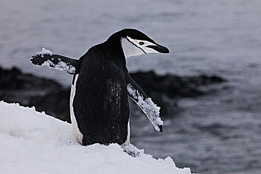 帽带企鹅,南极