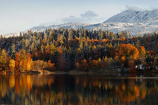 秋天,树林,正面,雪山,科夫斯坦,地区,北方,奥地利,欧洲