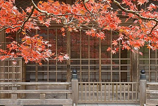 树,建筑外观,关西,本州,日本