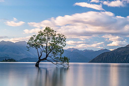 孤树,站立,水中,瓦纳卡,湖,树,湾,奥塔哥,南岛,新西兰,大洋洲