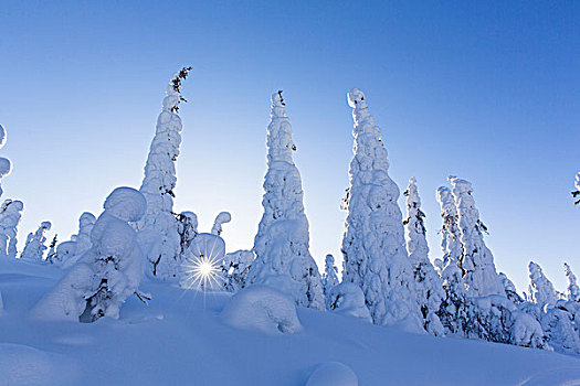 积雪,云杉,滑雪,区域,拉普兰,芬兰