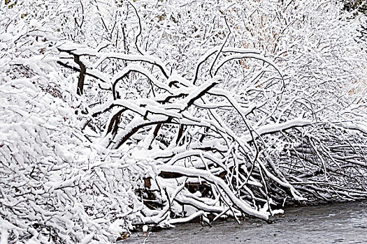 雪,柳树,灌木丛,冬天,河,加利福尼亚