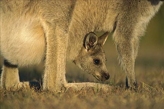 大灰袋鼠,灰袋鼠,幼兽,海角,国家公园,澳大利亚