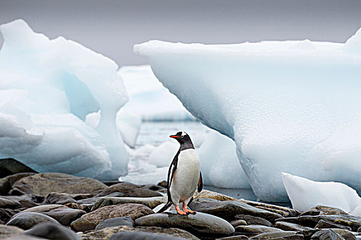 南极,岛屿,巴布亚企鹅,走,石头,过去,冰山