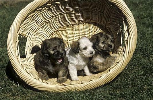 三个,小狗,柳条篮
