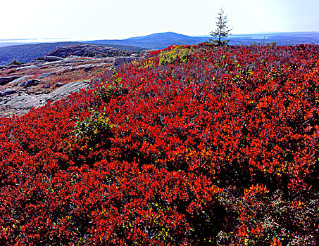 阿卡迪亚国家公园,缅因,美国,深红色,叶子,黑色,越橘,秋天,顶峰,山,荒岛,大幅,尺寸
