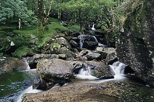 俯拍,河流,石头,树林,公园,科克郡,爱尔兰