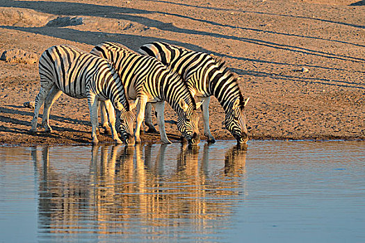 斑马,马,喝,水坑,夜光,埃托沙国家公园,纳米比亚,非洲