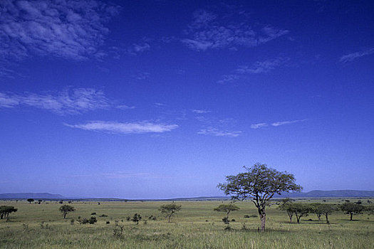 坦桑尼亚,塞伦盖蒂,草,朴素,树