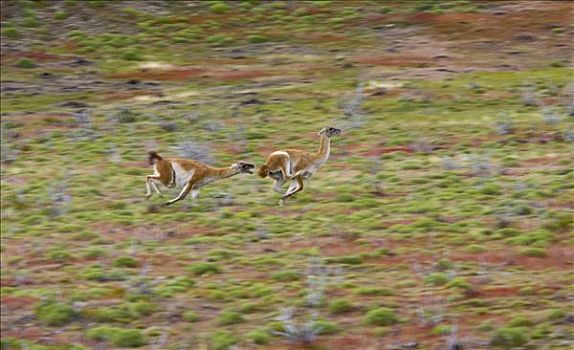 原驼,追逐,饲养,季节,托雷德裴恩国家公园,智利