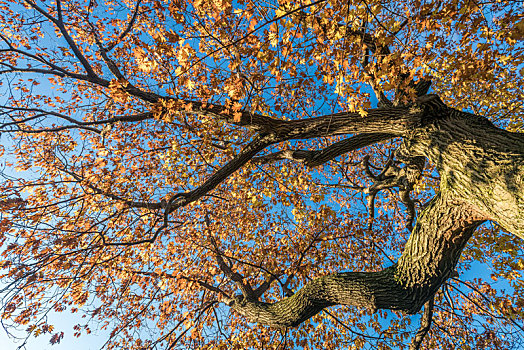 美国秋天的大树