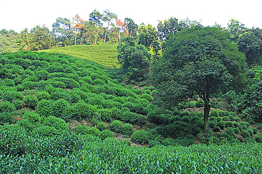 九溪十八涧的茶园