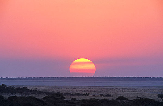日落,上方,卡拉哈迪大羚羊国家公园,北角,南非,非洲
