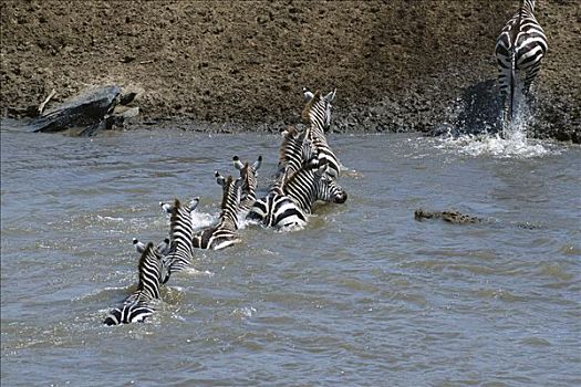 白氏斑马,斑马,群,马拉河,饥饿,鳄鱼,尼罗鳄,接近,马赛马拉国家保护区,肯尼亚