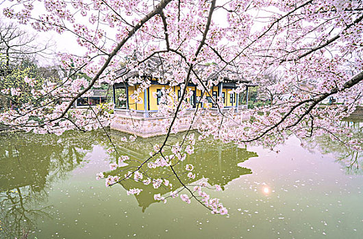 太湖鼋头渚风景区樱花