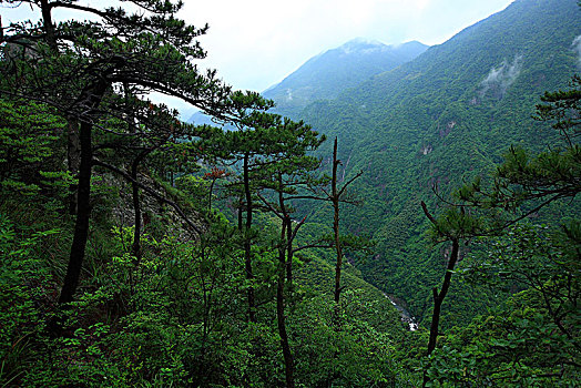 峡谷,高山,树林,森林,绿色