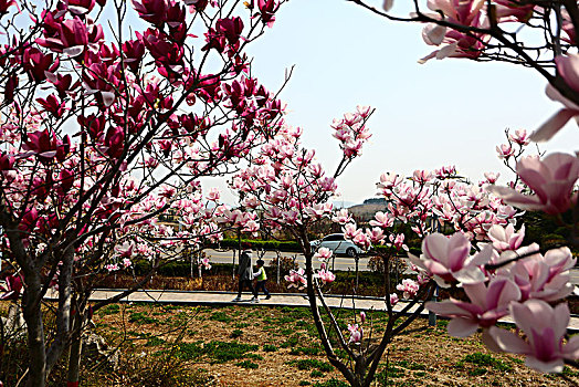 春暖花开