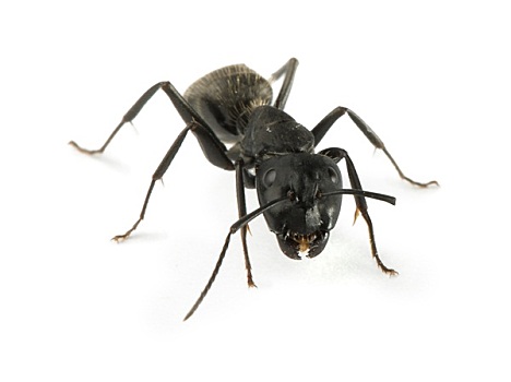 黑色,蚂蚁