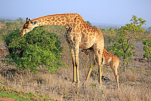 南方,长颈鹿,动物,小动物,喂食,克鲁格国家公园,南非,非洲