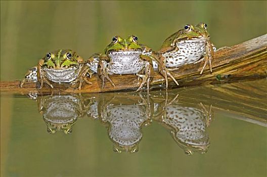 三个,反射,虎皮蛙,坐,并肩