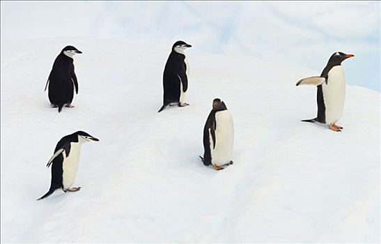 巴布亚企鹅,一对,帽带企鹅,南极企鹅,三个,冰山,通道,南极