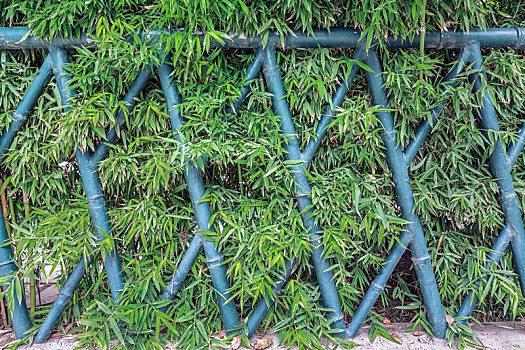 篱笆后面浓密的绿色竹林背景