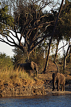 两个,非洲象,站立,河边,赞比西河,维多利亚瀑布,国家公园,津巴布韦