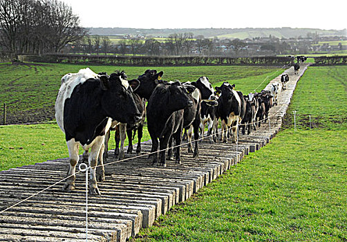 生活,牛,黑白花牛,弗里斯兰奶牛,母牛,站立,活动的,水泥,铁路,英格兰,英国,欧洲