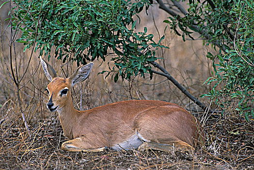小岩羚,克鲁格国家公园,南非,非洲