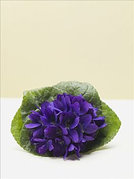 花,紫罗兰