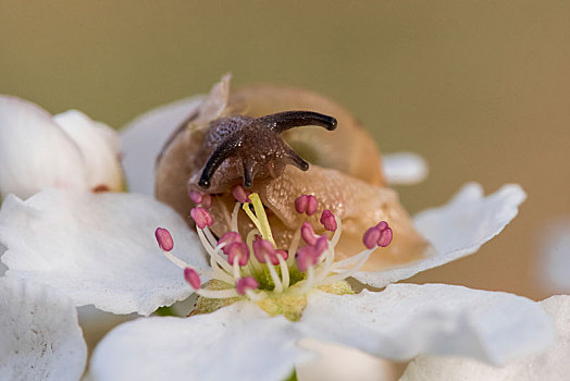 花与蜗牛