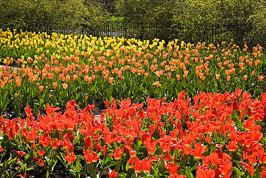 红色,橙色,黄色,郁金香,床,公共园地,春天,老,魁北克,勒奴地耶地区,加拿大,北美