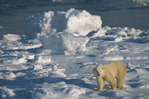 北极熊,孤单,一岁,岸边,脆弱,邱吉尔角,曼尼托巴,加拿大