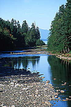 牡蛎,河,高处,河口,靠近,坎贝尔河,温哥华岛,不列颠哥伦比亚省,加拿大