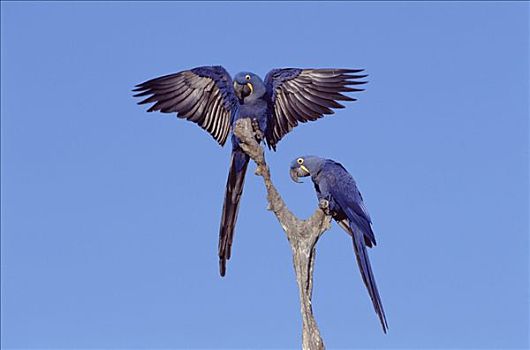 紫蓝金刚鹦鹉,一对,潘塔纳尔,巴西