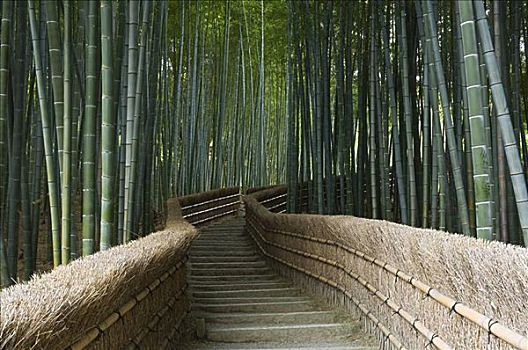 竹子,小路,庙宇,京都,日本