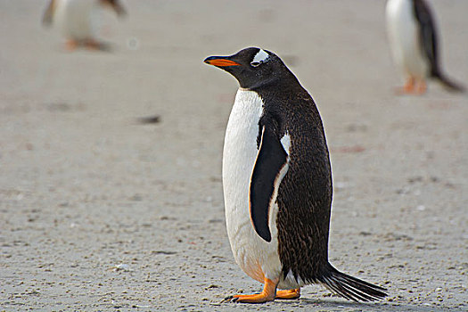 福克兰群岛,岛屿,巴布亚企鹅