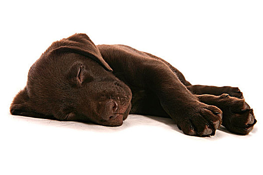 家犬,巧克力拉布拉多犬,雄性,小狗,睡觉
