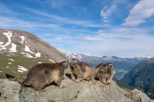 土拨鼠,旱獭,正面,山脉全景,上陶恩山国家公园,卡林西亚,奥地利,欧洲