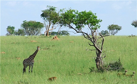 长颈鹿,非洲,大草原