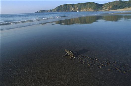 橄榄龟,太平洋丽龟,幼仔,爬行,海滩,太平洋,海洋,瓦哈卡,墨西哥