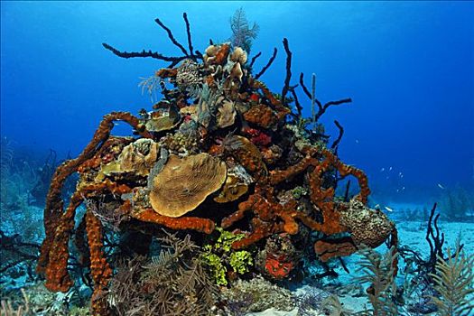 大,珊瑚,彩色,海绵,正面,深海,环礁,伯利兹,中美洲,加勒比海